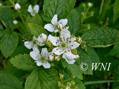 Allegheny Blackberry (Rubus allegheniensis)